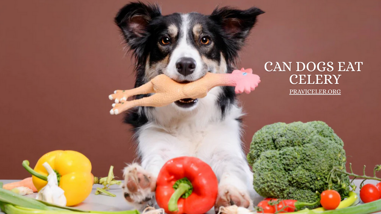 can dogs eat celery