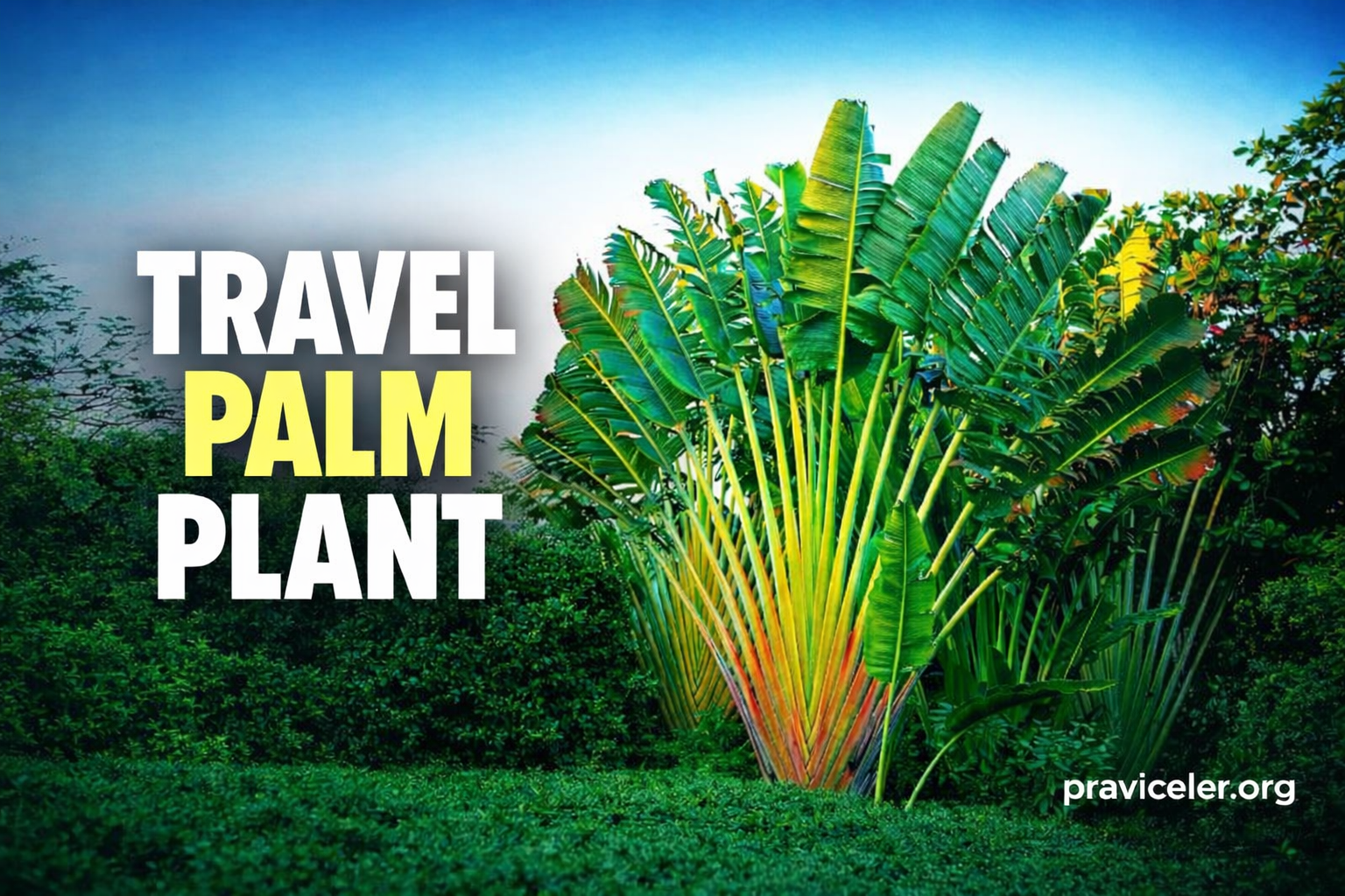 travel palm plant